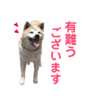 柴犬とシーズー犬のスタンプ 日常編（個別スタンプ：17）