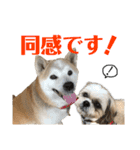 柴犬とシーズー犬のスタンプ 日常編（個別スタンプ：19）