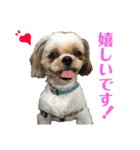 柴犬とシーズー犬のスタンプ 日常編（個別スタンプ：20）