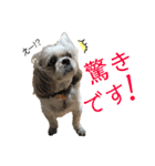 柴犬とシーズー犬のスタンプ 日常編（個別スタンプ：21）