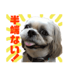 柴犬とシーズー犬のスタンプ 日常編（個別スタンプ：22）