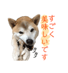 柴犬とシーズー犬のスタンプ 日常編（個別スタンプ：23）