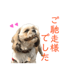 柴犬とシーズー犬のスタンプ 日常編（個別スタンプ：25）