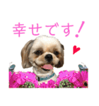 柴犬とシーズー犬のスタンプ 日常編（個別スタンプ：26）