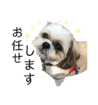 柴犬とシーズー犬のスタンプ 日常編（個別スタンプ：27）