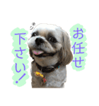 柴犬とシーズー犬のスタンプ 日常編（個別スタンプ：28）