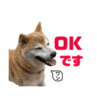 柴犬とシーズー犬のスタンプ 日常編（個別スタンプ：29）