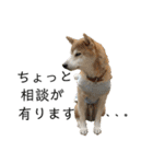 柴犬とシーズー犬のスタンプ 日常編（個別スタンプ：31）