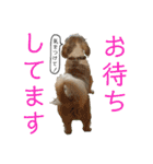 柴犬とシーズー犬のスタンプ 日常編（個別スタンプ：33）