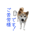 柴犬とシーズー犬のスタンプ 日常編（個別スタンプ：36）