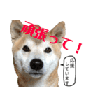 柴犬とシーズー犬のスタンプ 日常編（個別スタンプ：37）