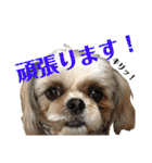 柴犬とシーズー犬のスタンプ 日常編（個別スタンプ：38）