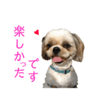 柴犬とシーズー犬のスタンプ 日常編（個別スタンプ：39）