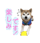 柴犬とシーズー犬のスタンプ 日常編（個別スタンプ：40）