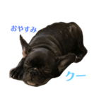 フレブル パピーしまさん（個別スタンプ：4）