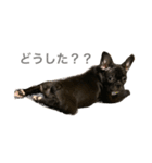 フレブル パピーしまさん（個別スタンプ：9）