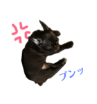 フレブル パピーしまさん（個別スタンプ：16）