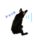 フレブル パピーしまさん（個別スタンプ：20）