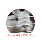 うさぎのち晴れ♪
時々⭐ちんちら②（個別スタンプ：1）