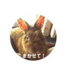 うさぎのち晴れ♪
時々⭐ちんちら②（個別スタンプ：3）