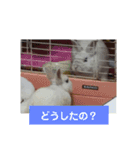 うさぎのち晴れ♪
時々⭐ちんちら②（個別スタンプ：5）