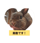 うさぎのち晴れ♪
時々⭐ちんちら②（個別スタンプ：8）