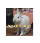 うさぎのち晴れ♪
時々⭐ちんちら②（個別スタンプ：11）