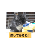 うさぎのち晴れ♪
時々⭐ちんちら②（個別スタンプ：12）