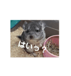 うさぎのち晴れ♪
時々⭐ちんちら②（個別スタンプ：14）