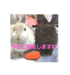 うさぎのち晴れ♪
時々⭐ちんちら②（個別スタンプ：15）