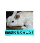 うさぎのち晴れ♪
時々⭐ちんちら②（個別スタンプ：16）