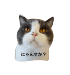 ぽんた日和（個別スタンプ：3）