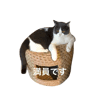 ぽんた日和（個別スタンプ：5）