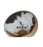 ぽんた日和（個別スタンプ：8）