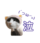 愛ネコ3（個別スタンプ：3）