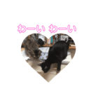 愛ネコ3（個別スタンプ：4）