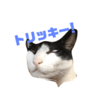 愛ネコ3（個別スタンプ：7）