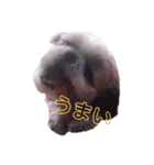 aikenmayu（個別スタンプ：4）