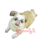 aikenmayu（個別スタンプ：6）