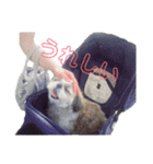 aikenmayu（個別スタンプ：11）