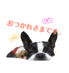 ぼちぼち、ボス太郎です。第2弾（個別スタンプ：3）