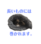 ぼちぼち、ボス太郎です。第2弾（個別スタンプ：4）