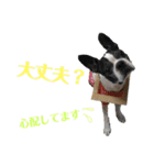 ぼちぼち、ボス太郎です。第2弾（個別スタンプ：7）