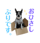 ぼちぼち、ボス太郎です。第2弾（個別スタンプ：11）