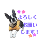 ぼちぼち、ボス太郎です。第2弾（個別スタンプ：12）