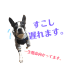 ぼちぼち、ボス太郎です。第2弾（個別スタンプ：15）