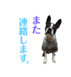 ぼちぼち、ボス太郎です。第2弾（個別スタンプ：18）