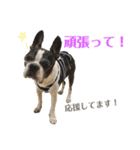 ぼちぼち、ボス太郎です。第2弾（個別スタンプ：24）