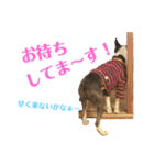 ぼちぼち、ボス太郎です。第2弾（個別スタンプ：25）