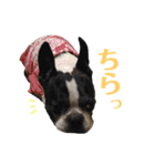 ぼちぼち、ボス太郎です。第2弾（個別スタンプ：29）